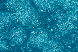 human embryonic stem cells